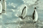 pinguini schiaffo.gif